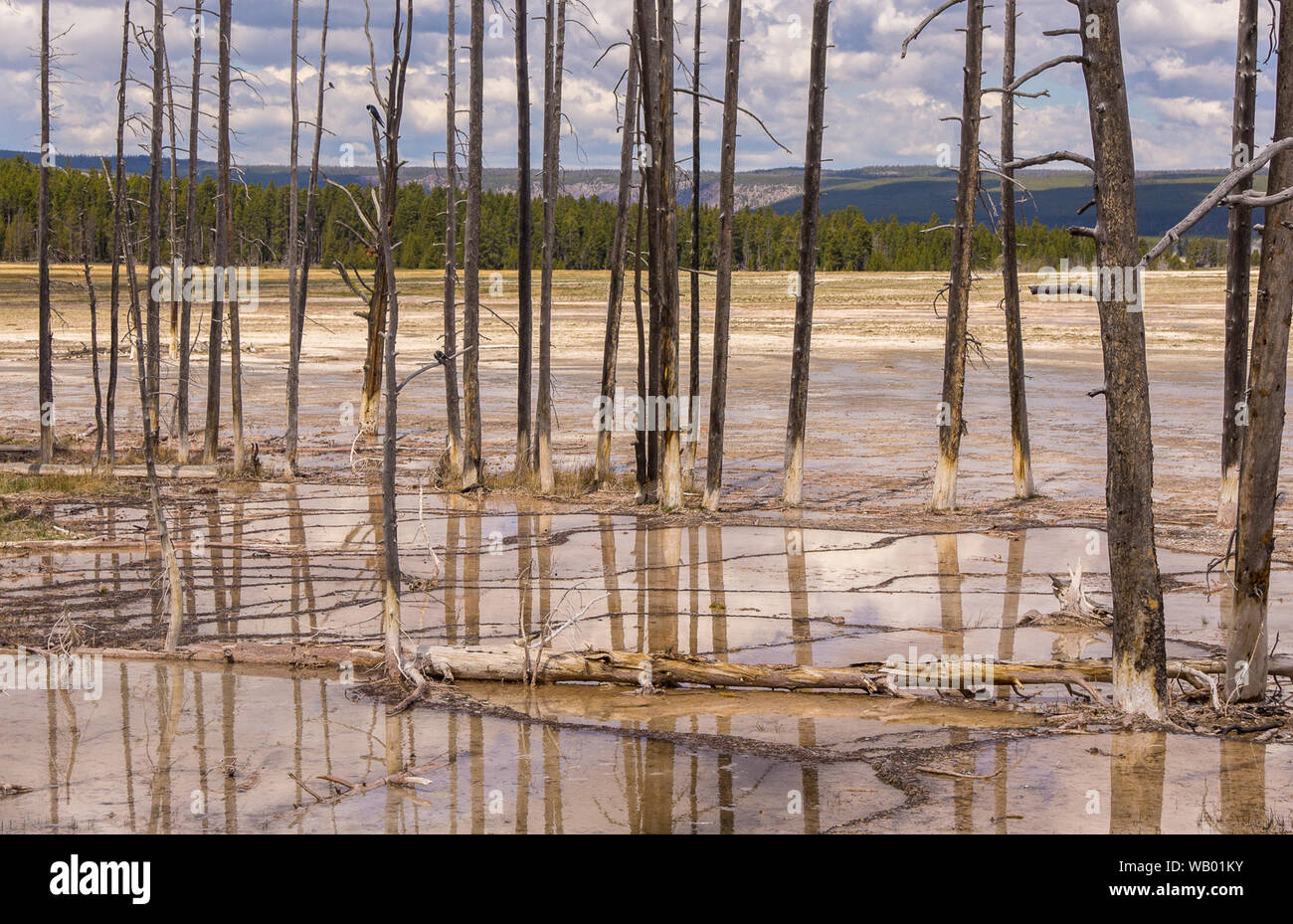 TREES AS EARTHQUAKE FAULT INDICATORS visual data 2