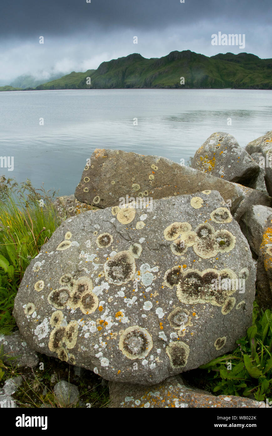 Lichen-covered boulders, Sweeper Cove, Adak Island, Aleutian Islands, Alaska, Summer Stock Photo