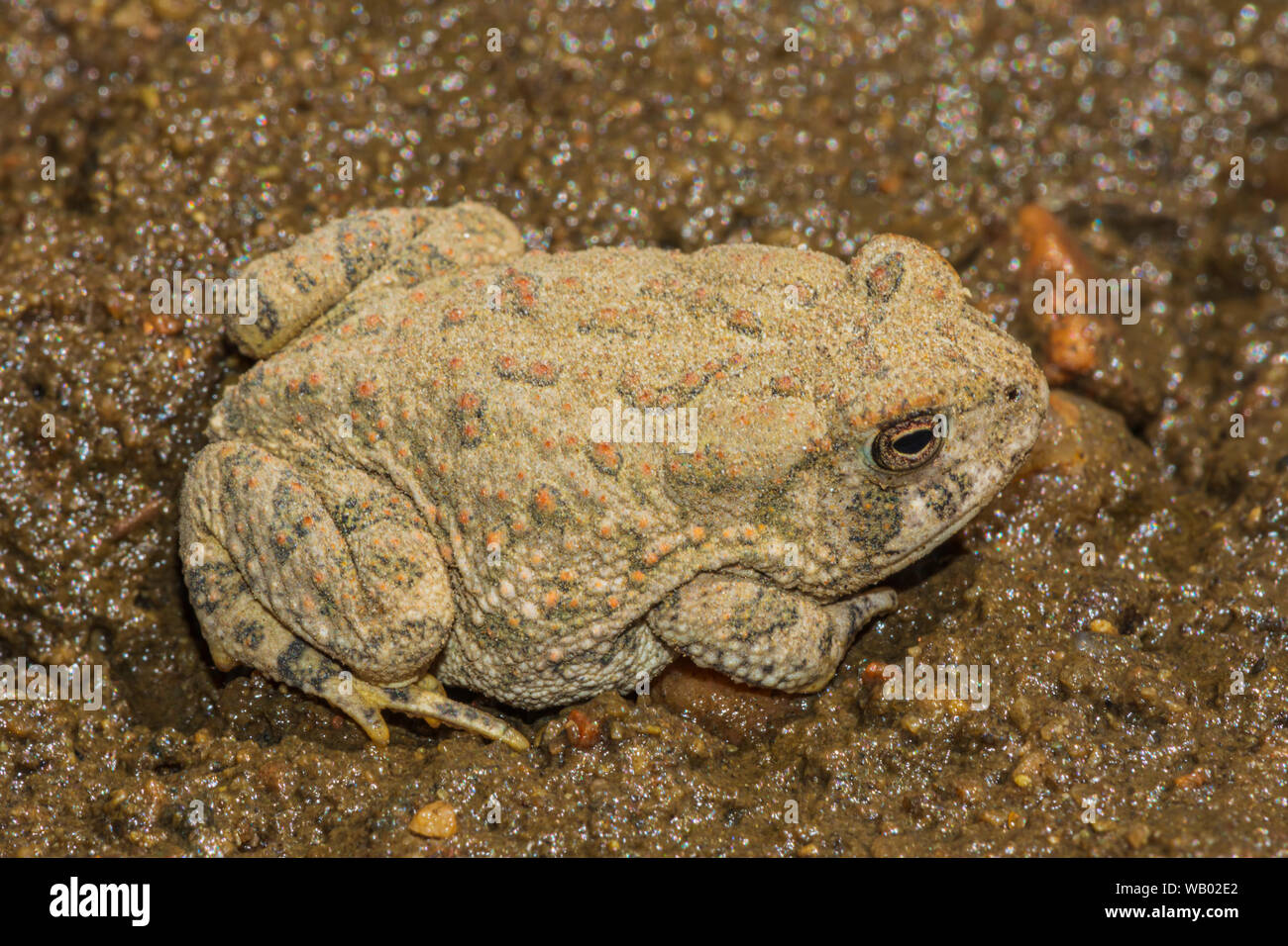 Tiny young Woodhouse's toad barely one inch in length sits along shoreline of East Plum Creek, Castle Rock Colorado US. Photo taken in August. Stock Photo