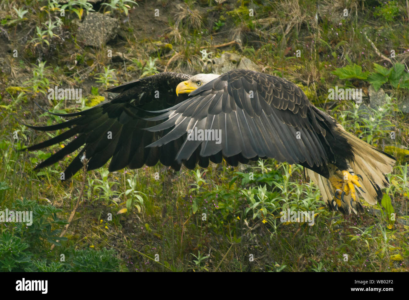 Bald Eagle (Haliaeetus leucocephalus), Adak island, Aleutians, Alaska Stock Photo
