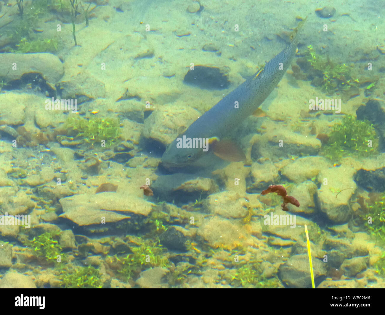 close up of a wild cutthroat trout feeding in trout lake at yellowstone Stock Photo