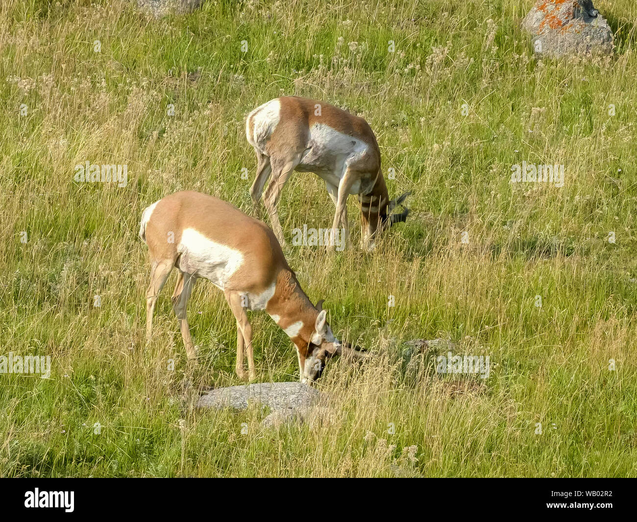 wide view of two pronghorn antelope grazing in yellowstone Stock Photo