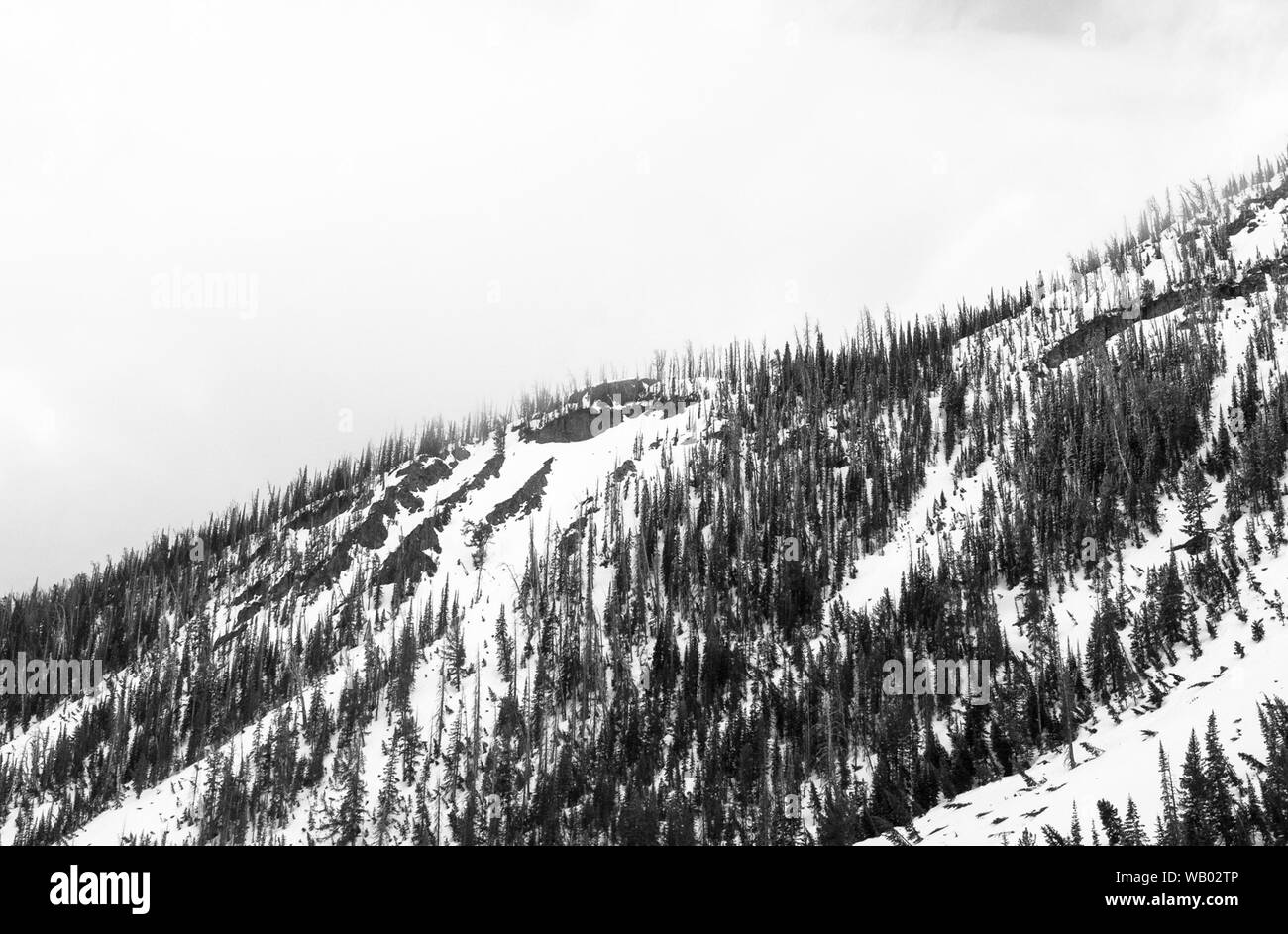 Snow Covered Mountain and Forest in Winter at Yellowstone National Park Stock Photo