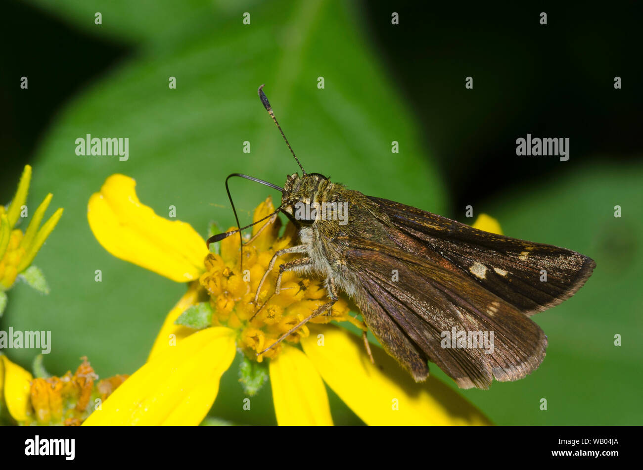 Little Glassywing, Vernia verna, female nectaring on ragwort, Senecio sp. Stock Photo