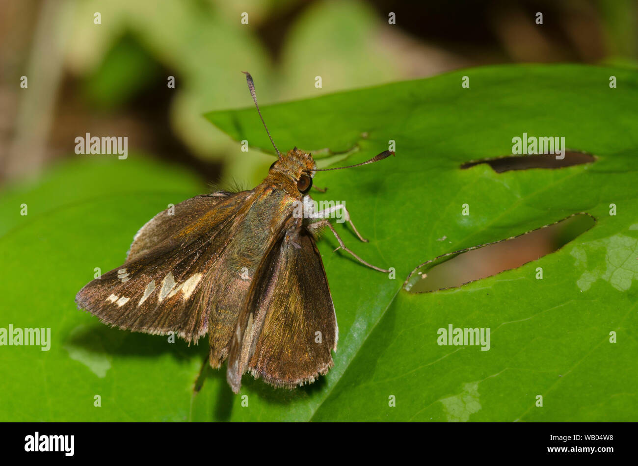 Zabulon Skipper, Lon zabulon, female Stock Photo Alamy