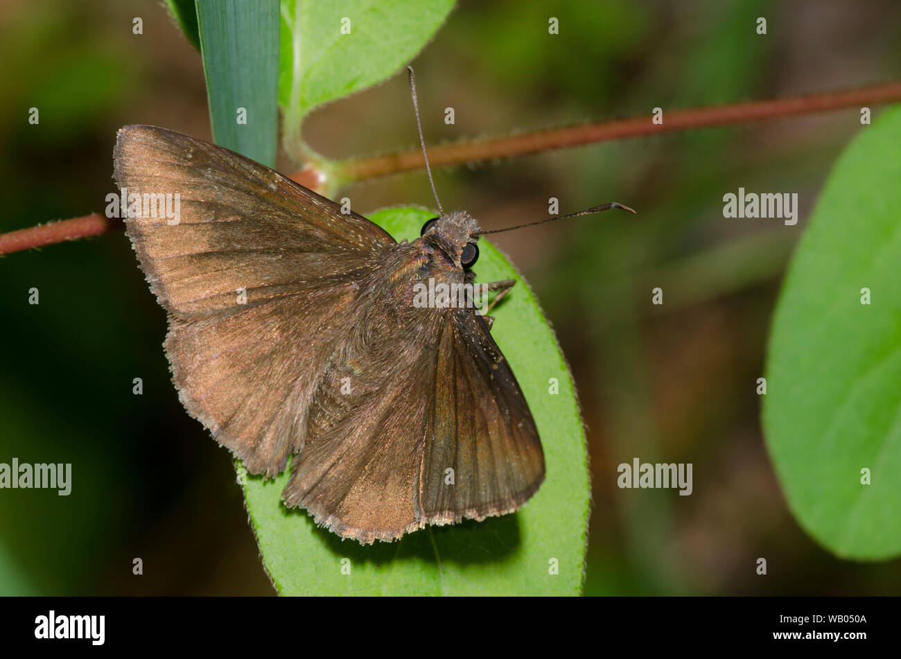Northern Cloudywing, Cecropterus pylades, male Stock Photo