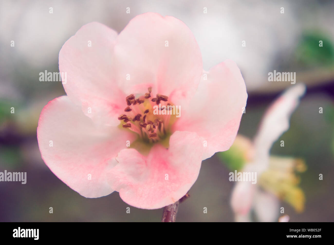 Mugua Stock Photos Mugua Stock Images Alamy