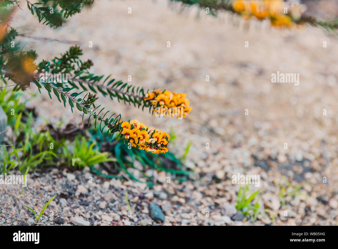 eutaxia obovata (also called egg and bacon plant) with green spiky