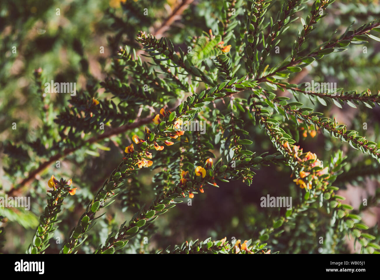 eutaxia obovata (also called egg and bacon plant) with green spiky leaves and yellow flowers, shot at shallow depth of field Stock Photo