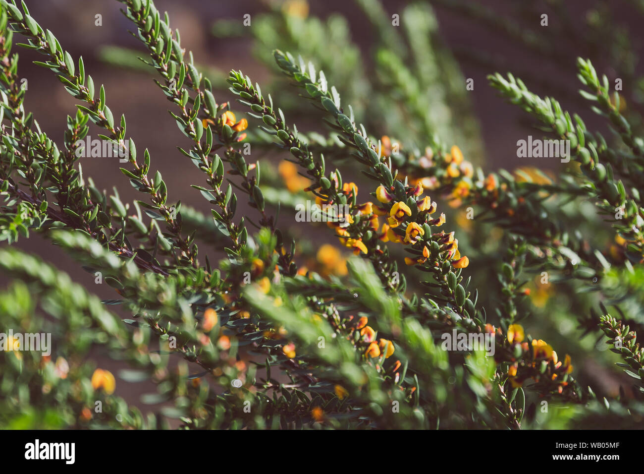 eutaxia obovata (also called egg and bacon plant) with green spiky leaves and yellow flowers, shot at shallow depth of field Stock Photo