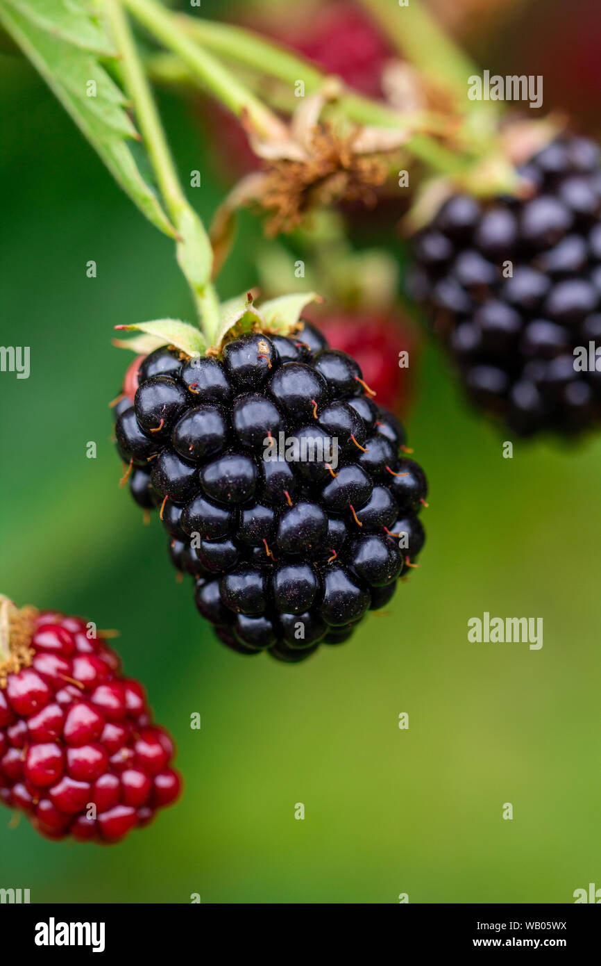 Blackberry cluster hires stock photography and images Alamy