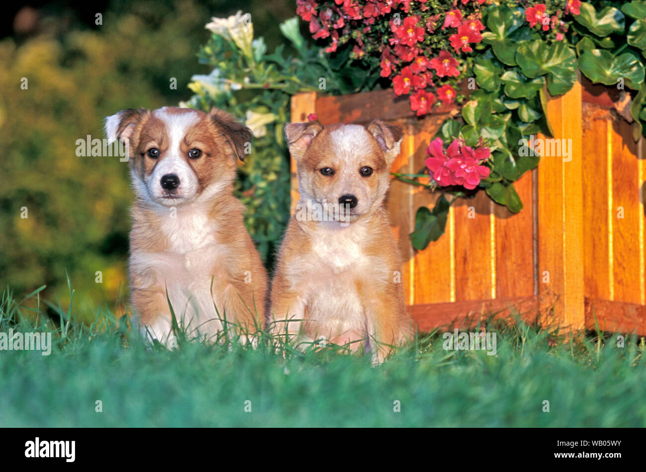 Zwei Border Collie Welpen sitzen im Gras bei Blumenopf|Two Border Collie puppies together in grass by flowerpot Stock Photo