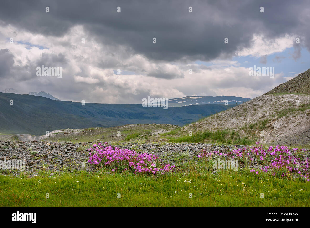Bright pink flowers of willow-tea (Ivan-tea, Chamaenerion) on rocks on the background of snowy mountains and thunderclouds in the sky Stock Photo