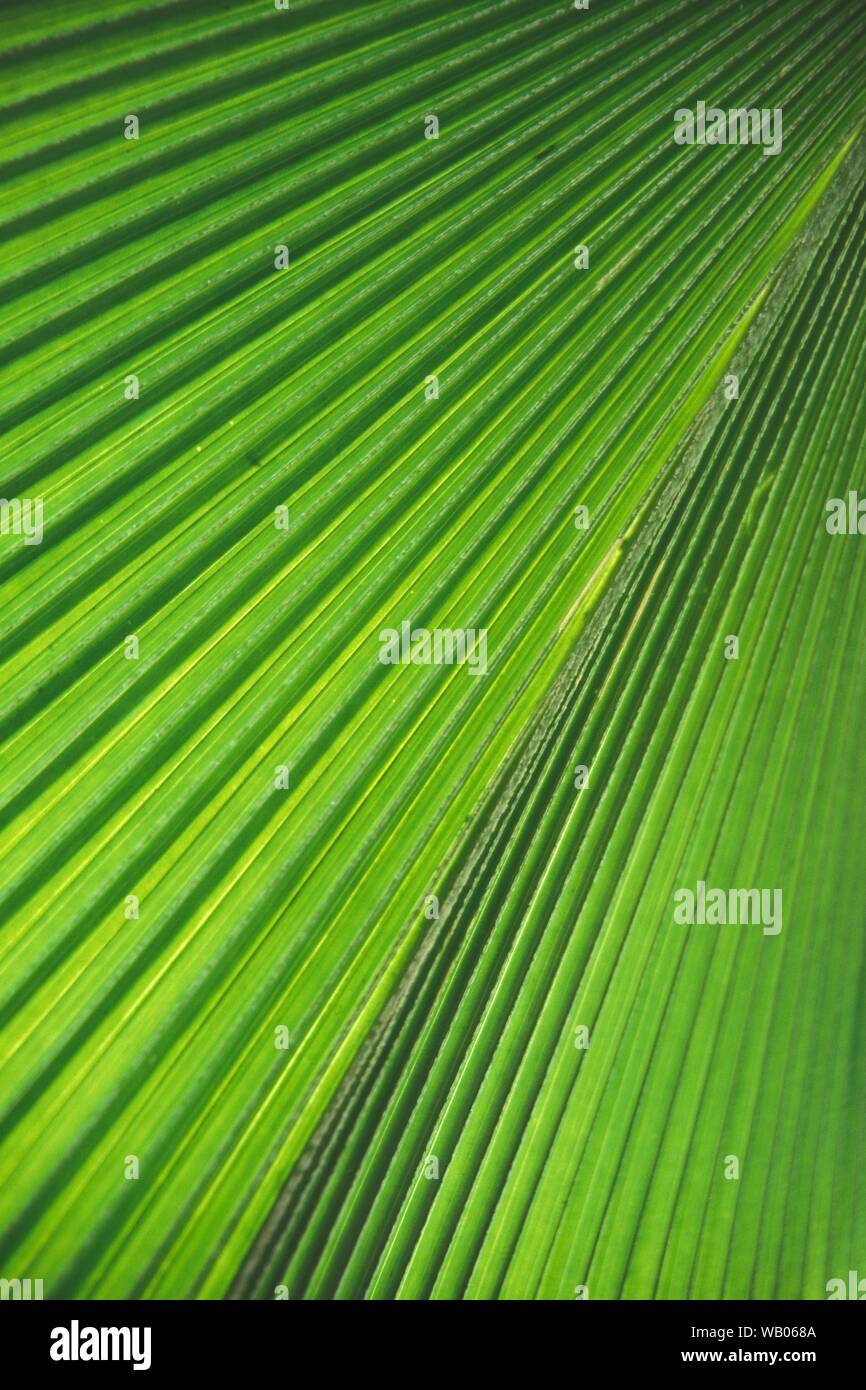 Green vector leaf pattern hi-res stock photography and images - Alamy