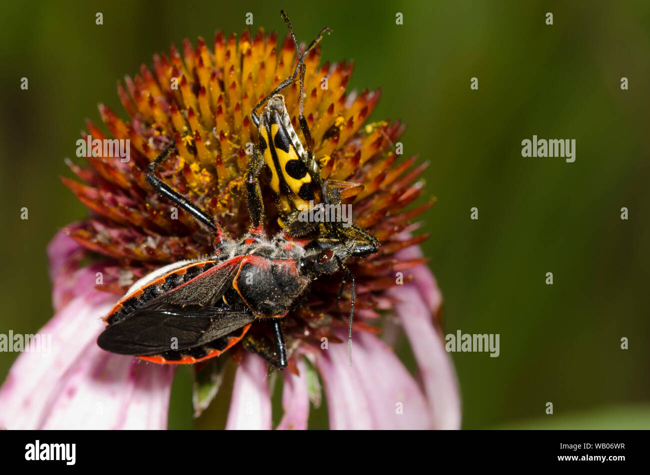 Bee Assassin, Apiomerus sp., feeding on captured flower longhorn, Family Cerambycidae, on purple coneflower, Echinacea angustifolia Stock Photo