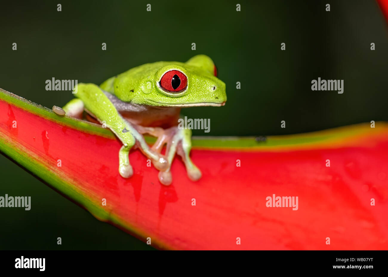 Red eyed tree frog in Costa Rica Stock Photo