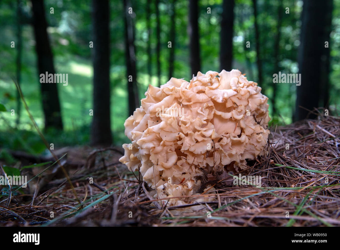 Cauliflower mushroom (Genus Sparasssis) - Brevard, North Carolina, USA Stock Photo