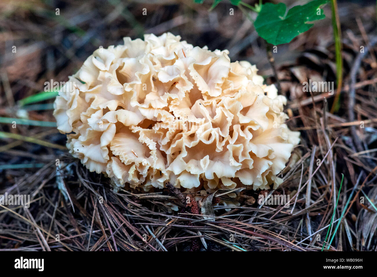 Cauliflower mushroom (Genus Sparasssis) - Brevard, North Carolina, USA Stock Photo