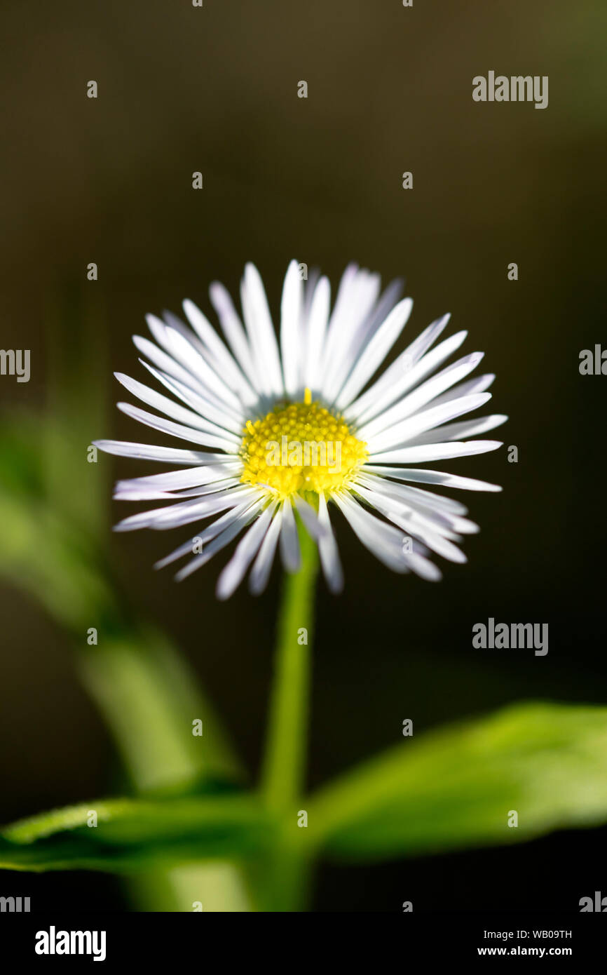 White wild flower with macro in nature background fifty megapixels Erigeron annuus family asteraceae high quality Stock Photo