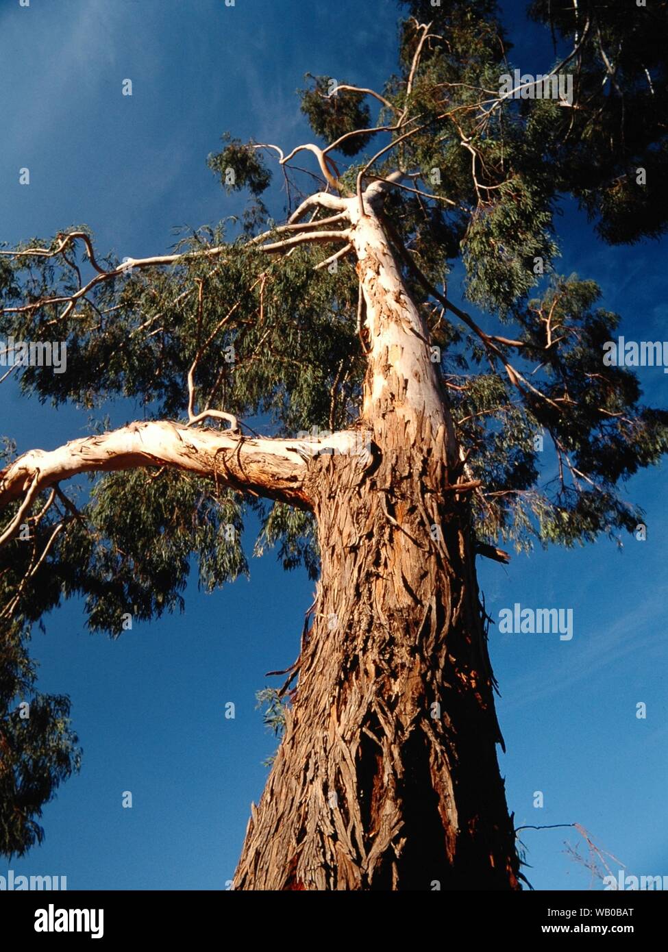 A Vertical Low Angle Shot Of A Tree With A Blue Sky In The