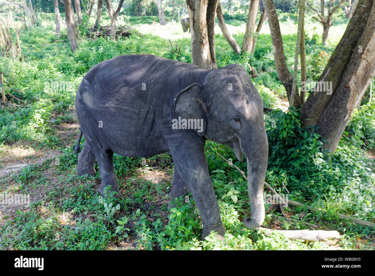 Elephant Valley Thailand, Elephant Sanctuary, Chiang Rai, Thailand Stock Photo