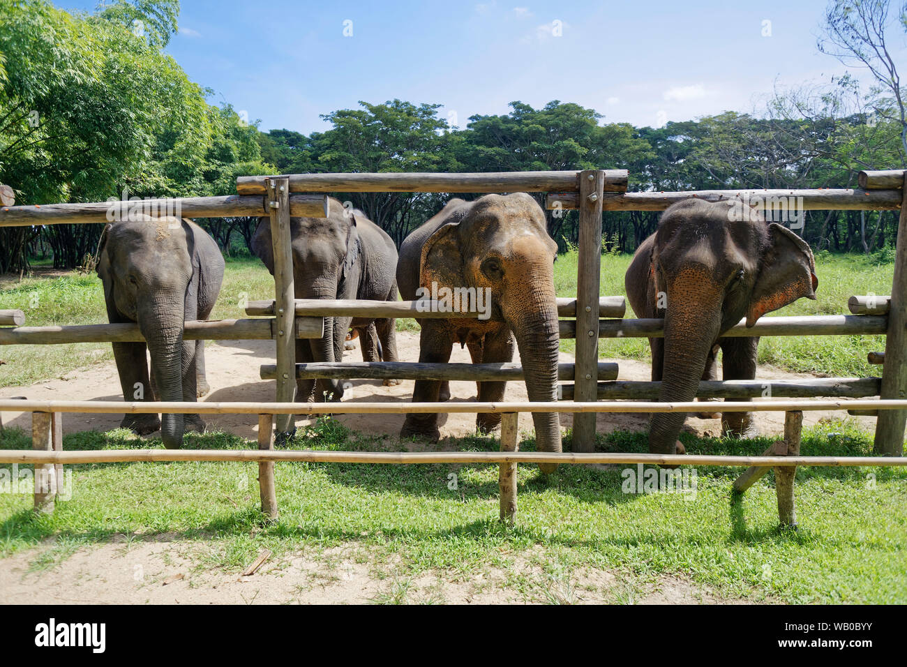 Elephant Valley Thailand, Elephant Sanctuary, Chiang Rai, Thailand Stock Photo