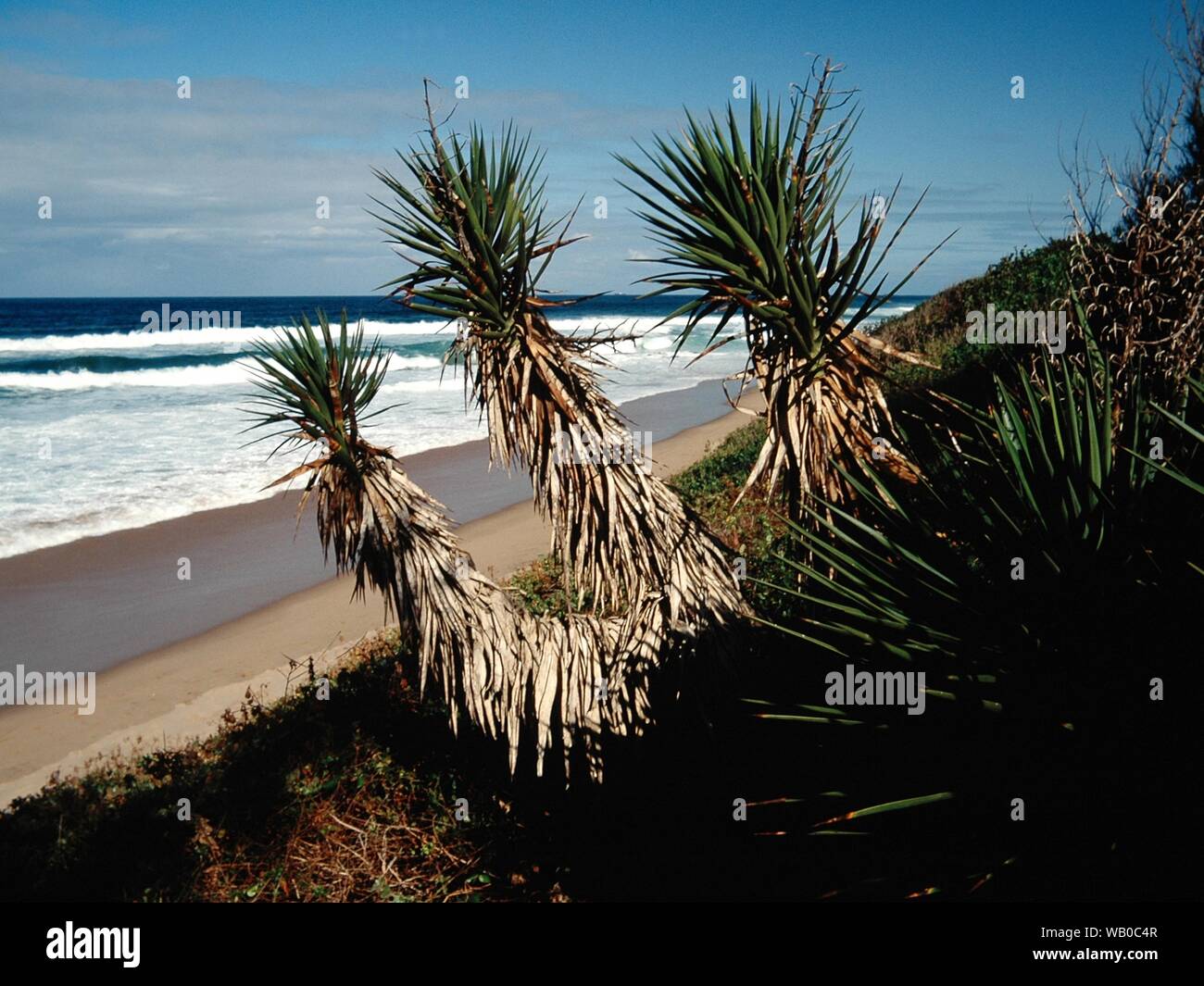 Close shot of plants near the beach shore with a blue sky in the background in south.africa Stock Photo