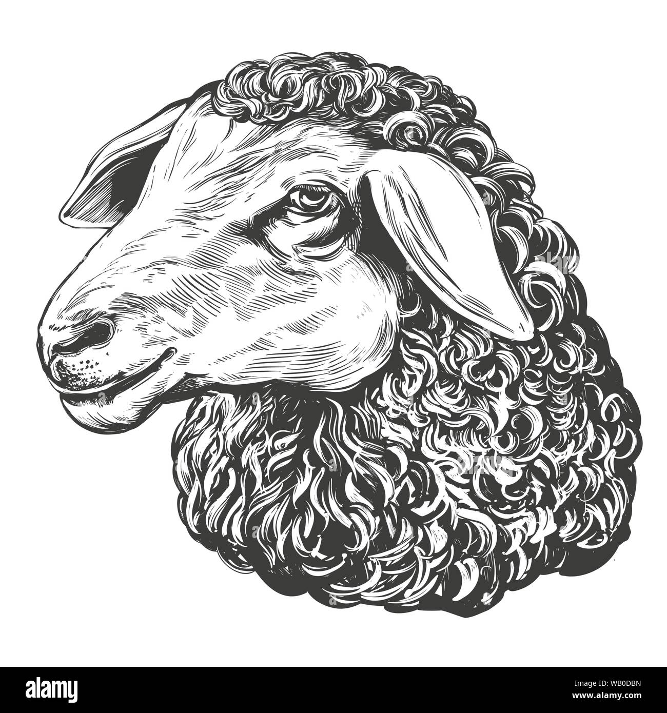 sheep hand drawn vector illustration realistic sketch. Stock Vector