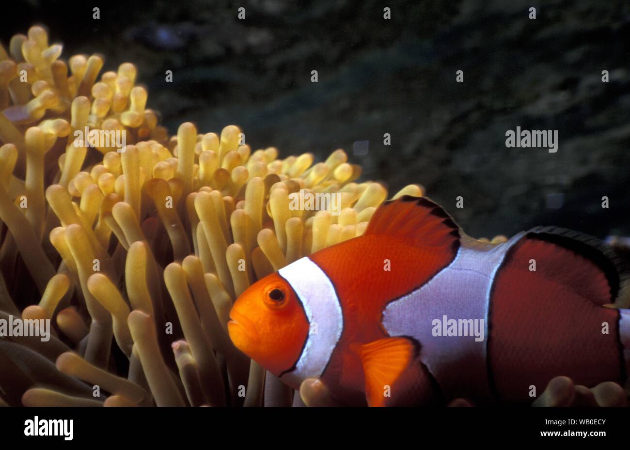 Closeup of a clownfish near a coral underwater with blurred background in Palawan, Philippines Stock Photo
