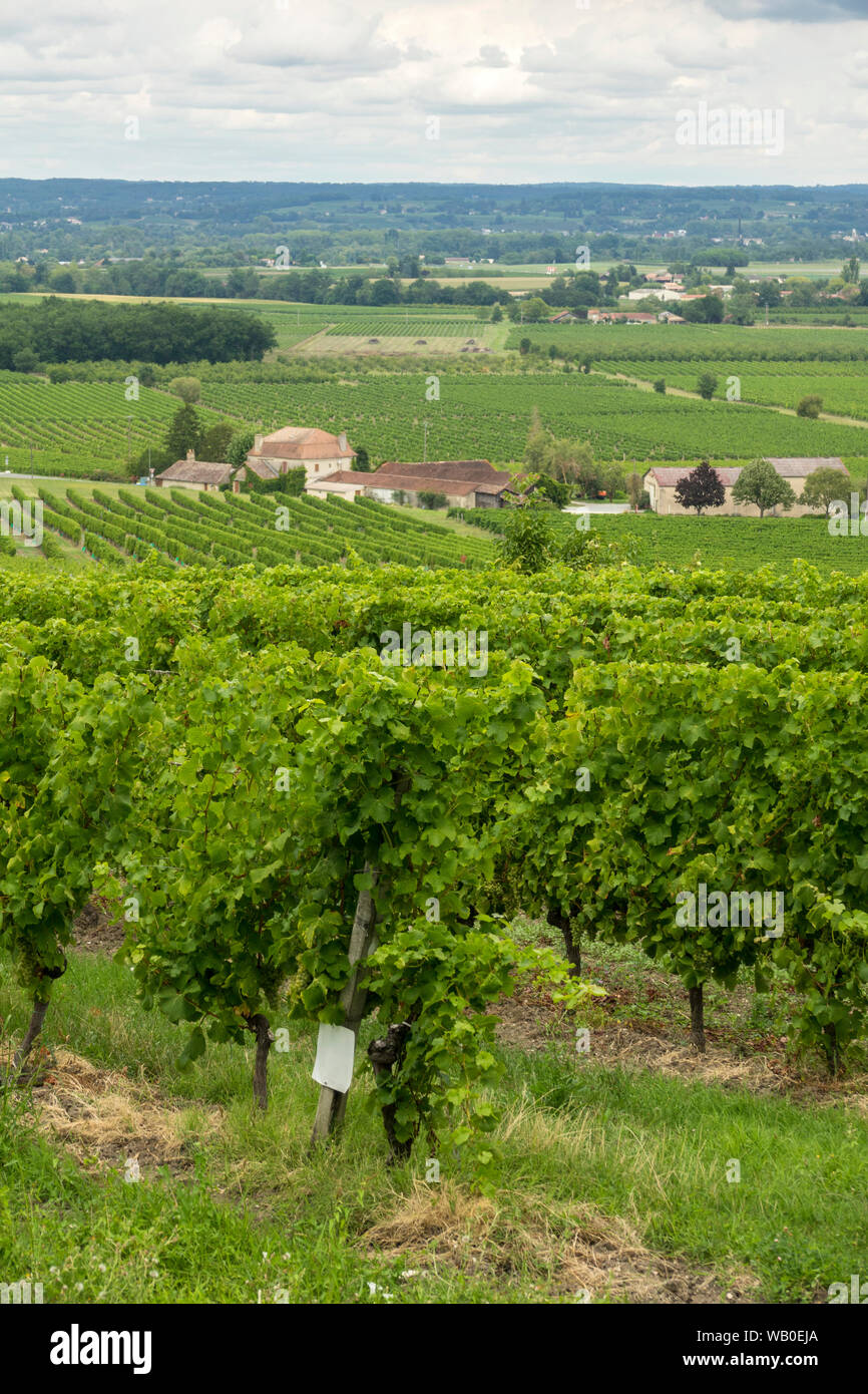 vineyards of the famous region of monbazillac, perigord. France Stock Photo