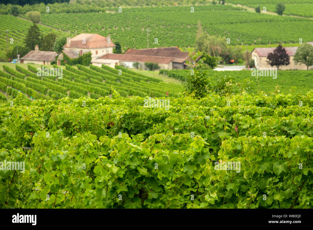 vineyards of the famous region of monbazillac, perigord. France Stock Photo