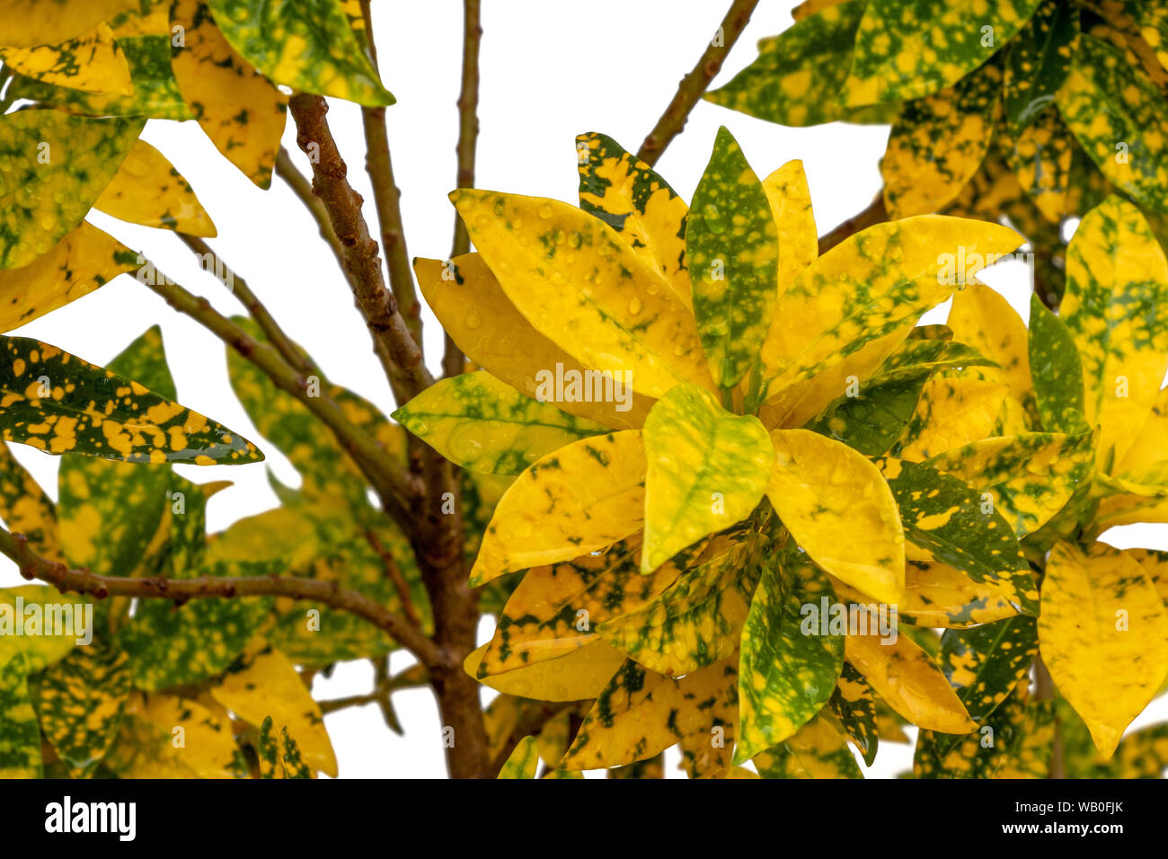 Leaf of Codiaeum Variegatum Tree Croton Plant, Colorful green and yellow leafs on white background. Stock Photo