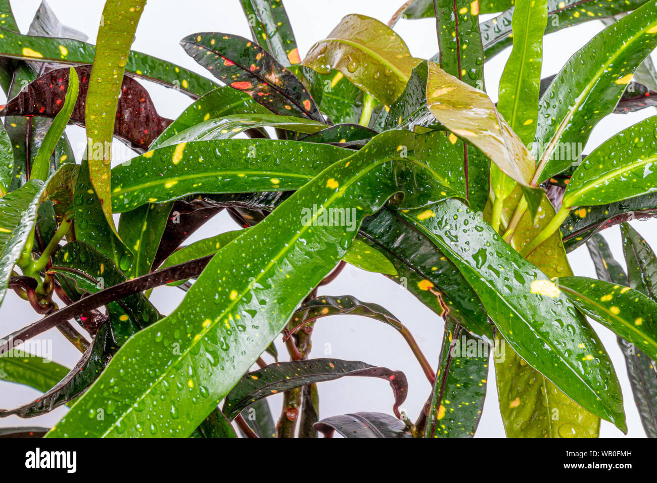 Leaf of Codiaeum Variegatum Tree Croton Plant, Colorful green and yellow leafs on white background. Stock Photo