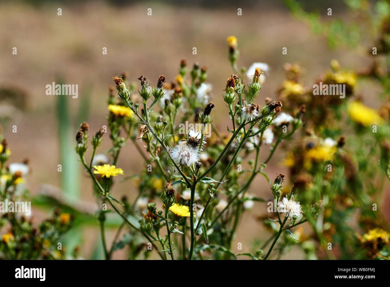 Carlina biebersteinii plant at field at nature. Carlina vulgaris or Carline thistle, family Asteraceae. Stock Photo