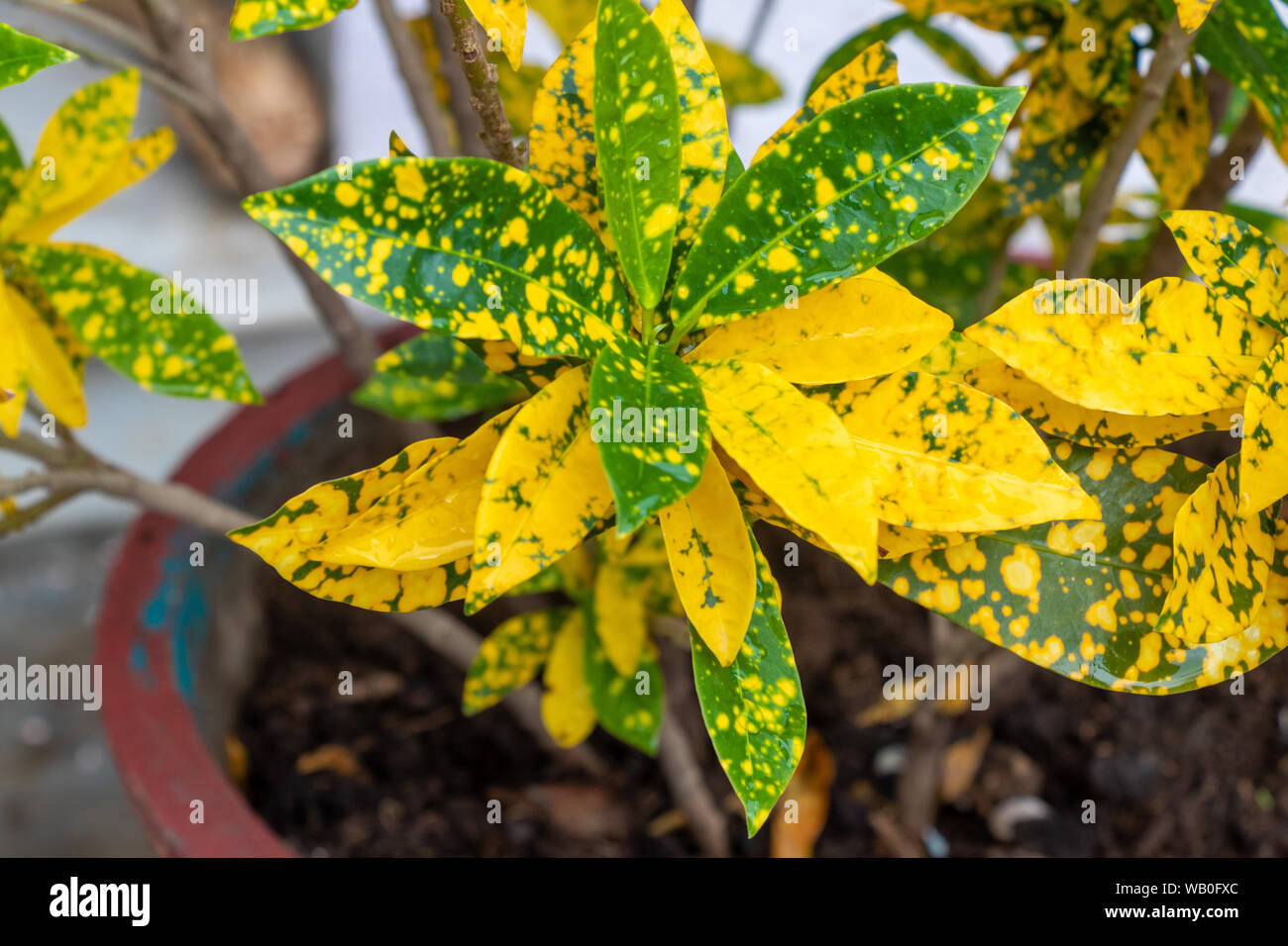 Leaf of Codiaeum Variegatum Tree Croton Plant, Colorful green and yellow leafs. Stock Photo