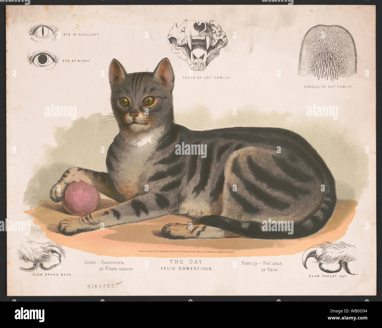 vintage cat illustration Stock Photo