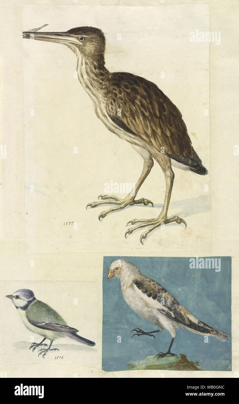 vintage bird illustration art Stock Photo - Alamy