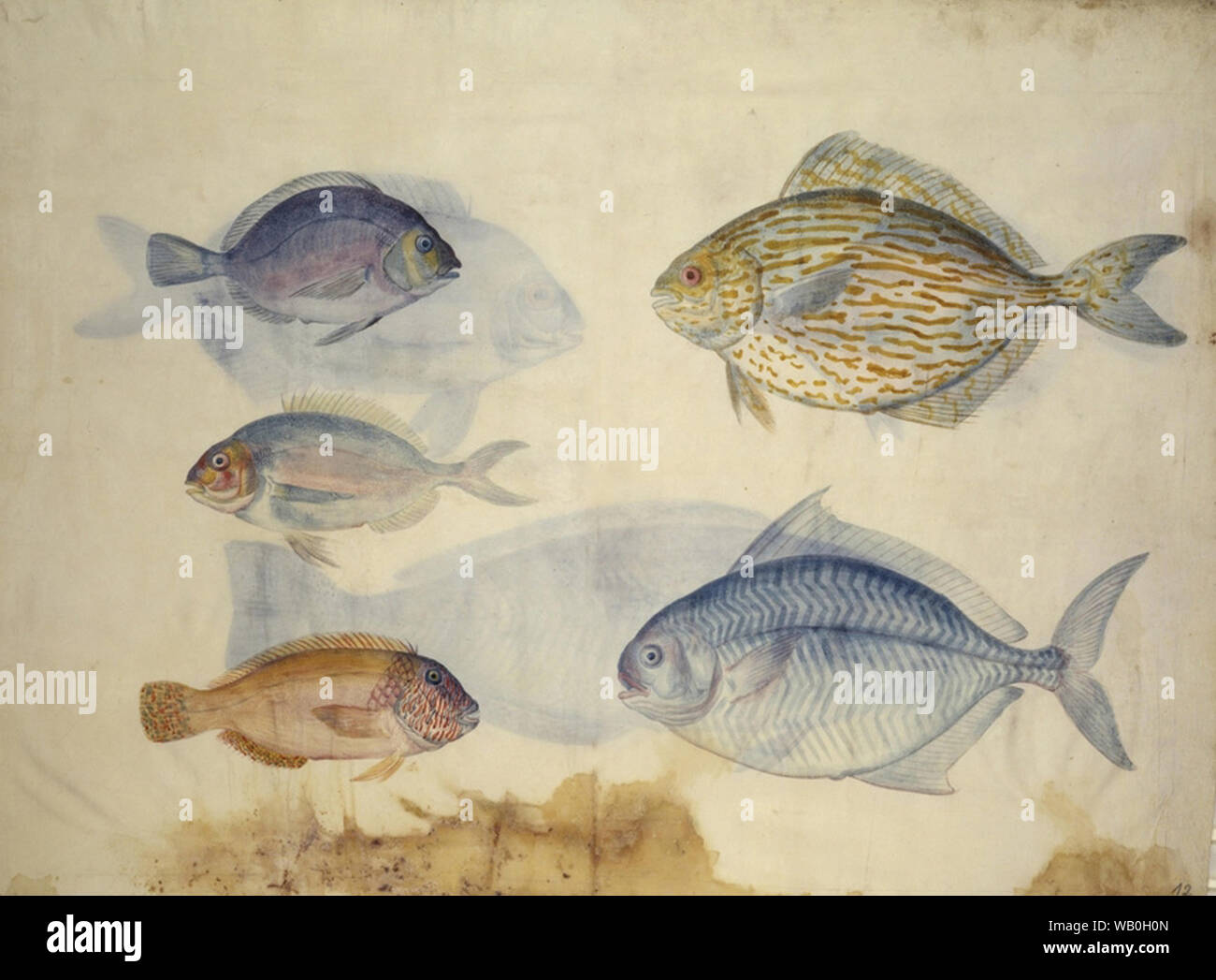 vintage fish artwork Stock Photo - Alamy