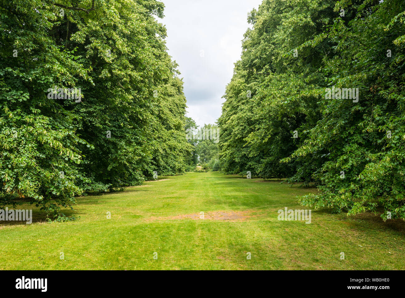 Large green path trail track in outdoor park entering a wild forest surrounded by high trees Stock Photo
