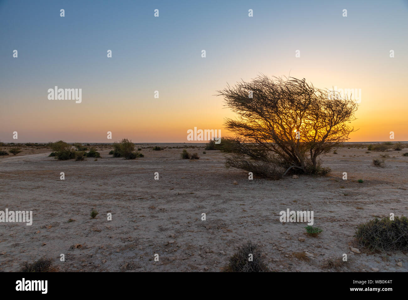 Silhouette of an acacia tree with perfect blue sky in the Qatar desert at sunset Stock Photo