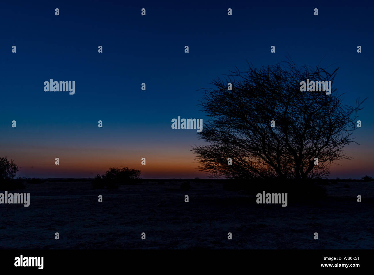 Silhouette of an acacia tree with perfect deep blue sky in the Qatar desert at dusk Stock Photo