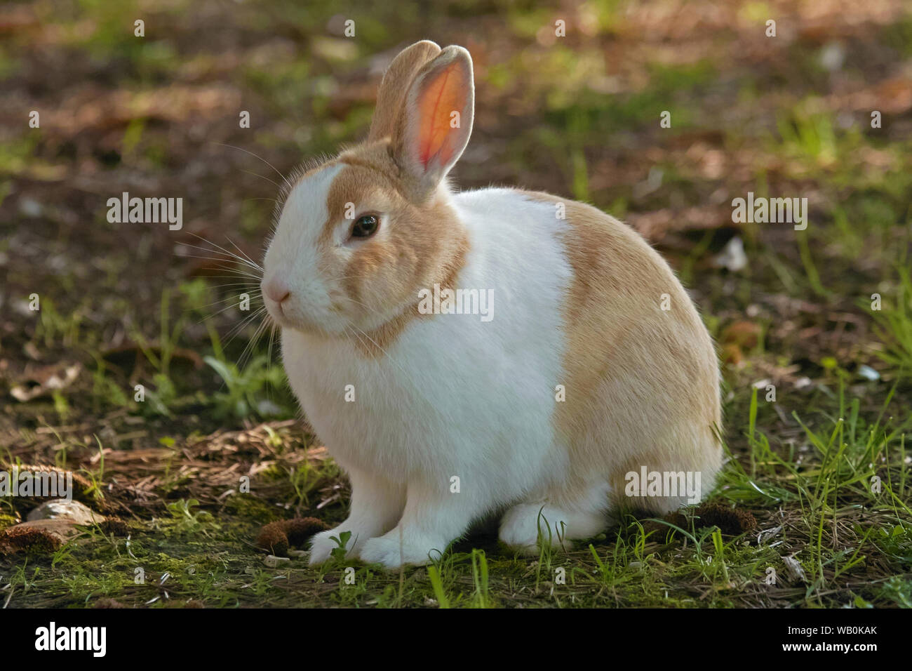 small white and red rabbit, leporidae Stock Photo