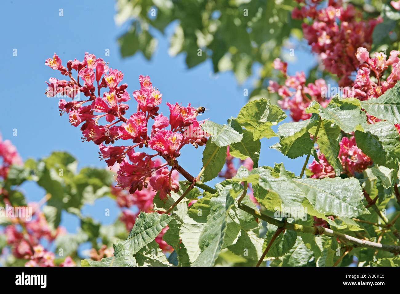 flowering panicle of red horse chestnut, aesculus x carnea Stock Photo