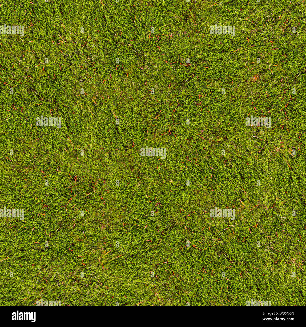 Background of Hypnum cupressiforme or hypnum moss, is a common and widespread species of moss Stock Photo