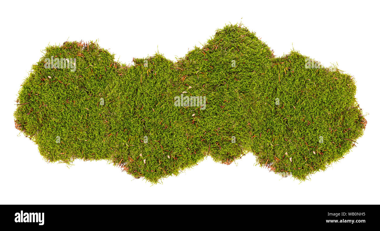 Green moss isolated on white background Stock Photo