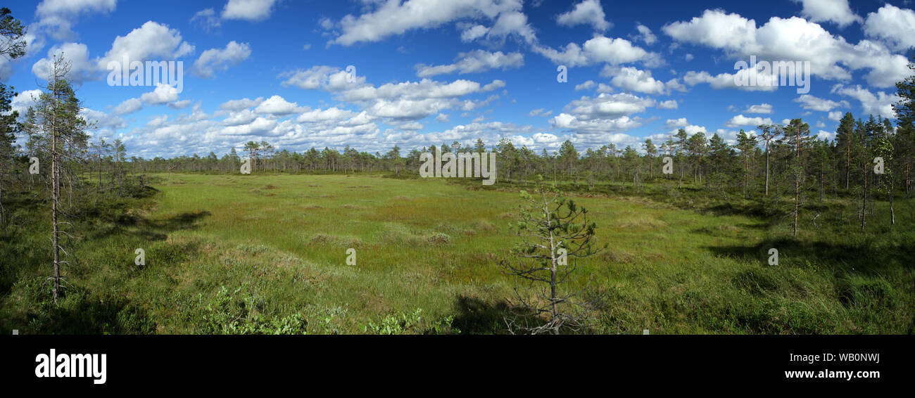 Summer panorama over the wetlands. Northern landscape from the Kauhaneva-Pohjankangas National park in Finland. Stock Photo