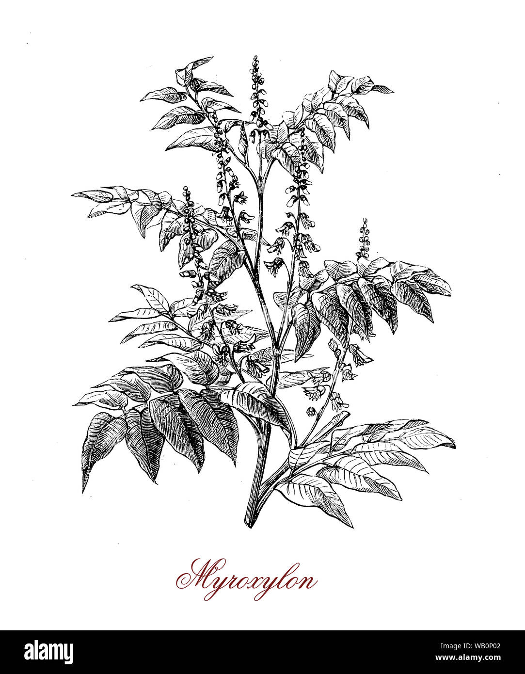 Myroxylon tropical American tree, from the latex derives a balsam called Balsam of Peru or Tolu balsam Stock Photo