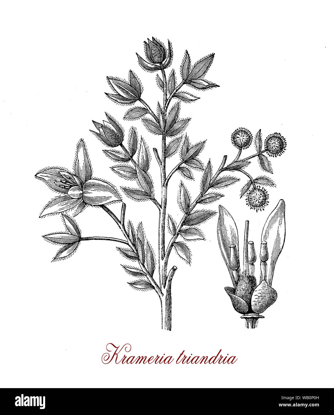 Krameria triandria native to tropical America used in herbal medicine as local hemostatic and astringent Stock Photo