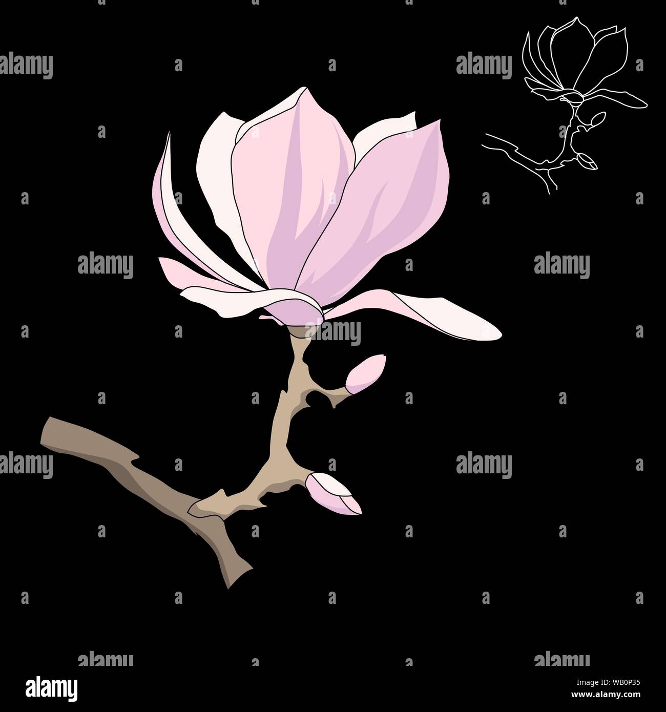 Magnolia-tree flower isolated on black background. Contour silhouette