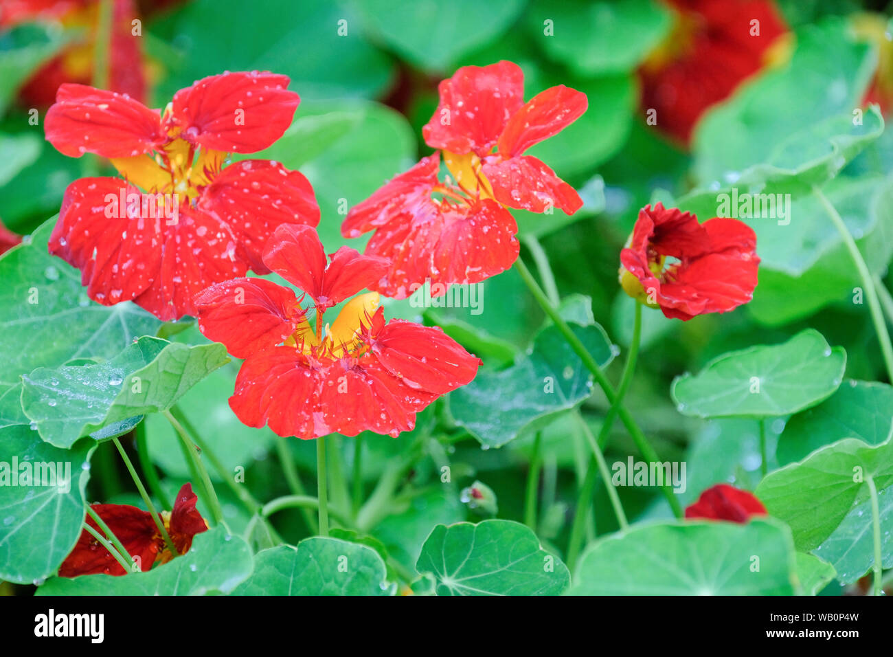 Close-up of bright red flowers of Tropaeolum majus 'crimson empire', nasturtium 'crimson empire', greater Indian-cress 'crimson empire' Stock Photo